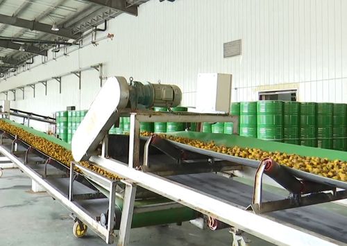 贵州初好农业科技开发 12万吨鲜果压榨生产线火力全开